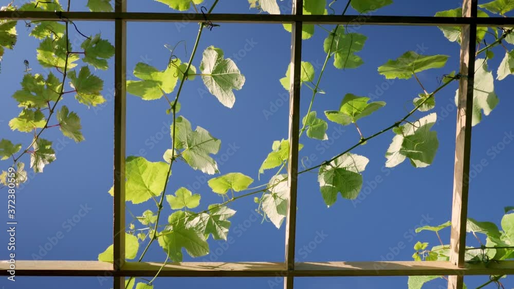 Green foliage of grape vines growing on a wooden trellis swaying in the wind against a blue sky. Green foliage of grape vines growing on a wooden trellis swaying in the wind against a blue sky.