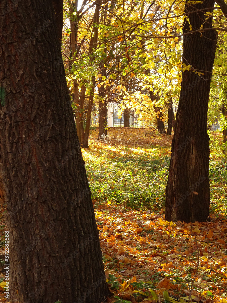 fallen yellow maple foliage on autumn park background, selective focus fallen yellow maple foliage on autumn park background, selective focus