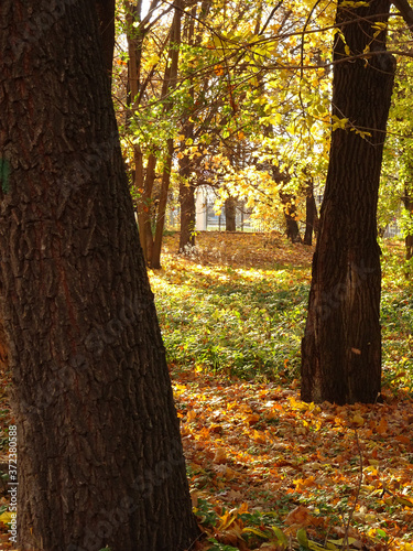 fallen yellow maple foliage on autumn park background, selective focus