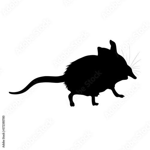Elephant Shrew (Elephantulus) Silhouette Vector Found In Map Of Africa