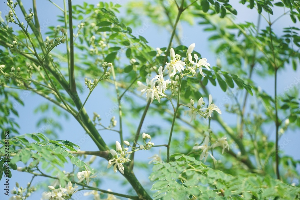 fresh moringa flower in nature garden fresh moringa flower in nature garden