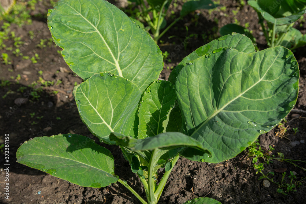 Dew drops on cabbage leaves in the garden. Organic greens green crops, fresh leaves. Dew drops on cabbage leaves in the garden. Organic greens green crops, fresh leaves.