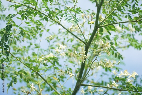 fresh moringa flower in nature garden