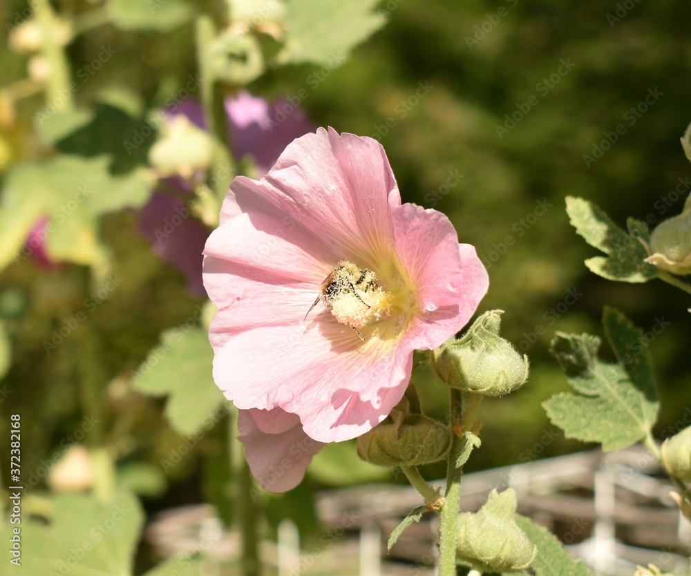 Light pink hollyhock with bee inside Light pink hollyhock with bee inside