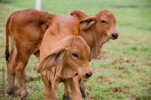 Ganadería Braman de las tierras Calidas de Colombia, Ganadería doble Proporsito 