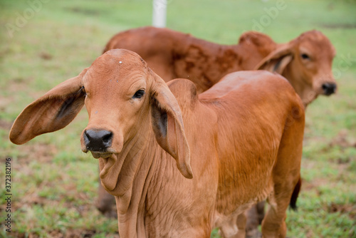 Ganadería Braman de las tierras Calidas de Colombia, Ganadería doble Proporsito 