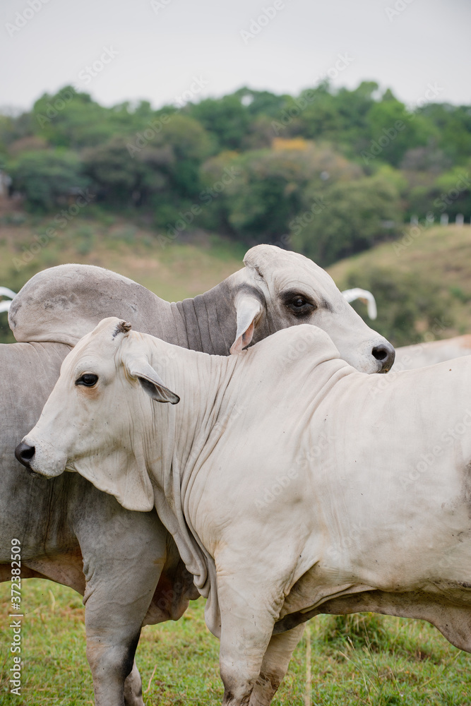 Ganadería Braman de las tierras Calidas de Colombia, Ganadería doble Proporsito Ganadería Braman de las tierras Calidas de Colombia, Ganadería doble Proporsito