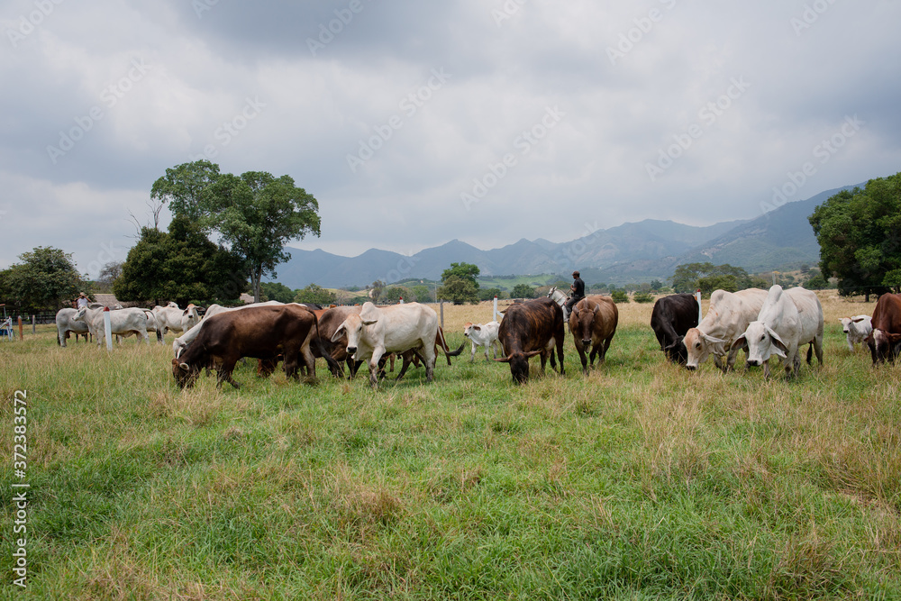 Ganadería Braman de las tierras Calidas de Colombia, Ganadería doble Proporsito Ganadería Braman de las tierras Calidas de Colombia, Ganadería doble Proporsito