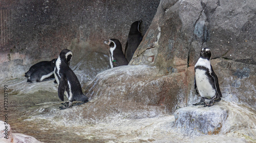 a flock of penguins at the zoo