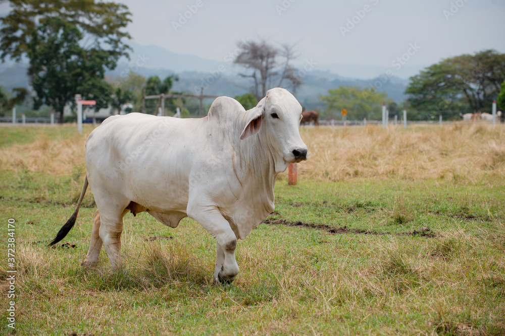 Ganadería Braman de las tierras Calidas de Colombia, Ganadería doble Proporsito Ganadería Braman de las tierras Calidas de Colombia, Ganadería doble Proporsito