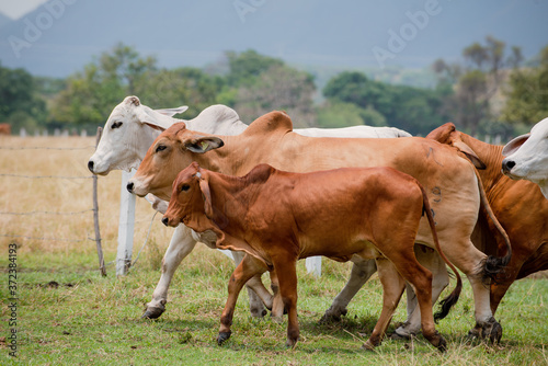 Ganadería Braman de las tierras Calidas de Colombia, Ganadería doble Proporsito 