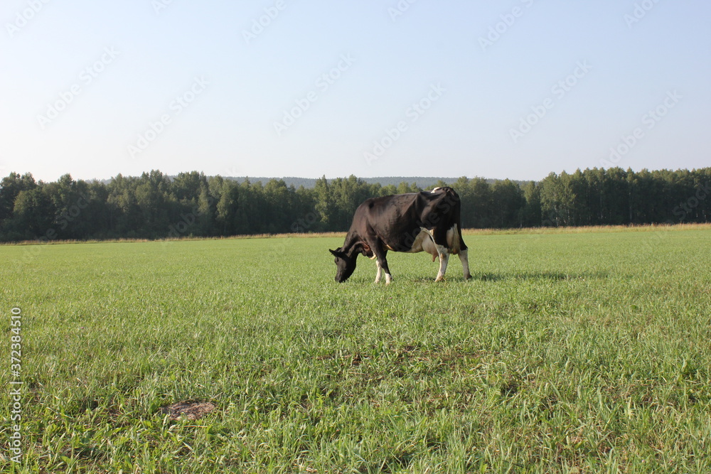 The cow eats the meadow grass