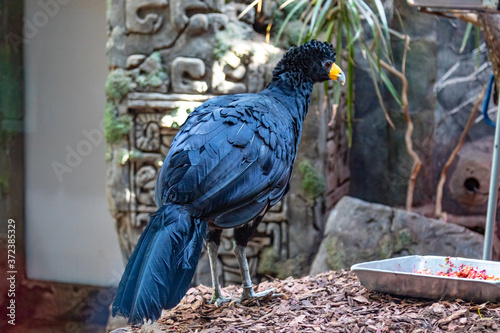A large exotic blue bird with a yellow beak