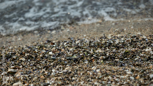 Seashells by the seashore on the sandy beach beside the wave close - up photography at Pattaya beach of Thailand.