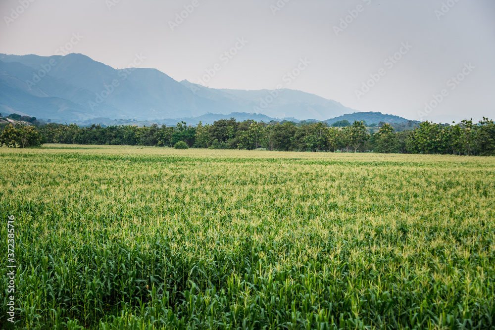 Cultivos de maíz bajo el cielo azul, cultivos de maíz en las tierras de Cundinamarca Colombia