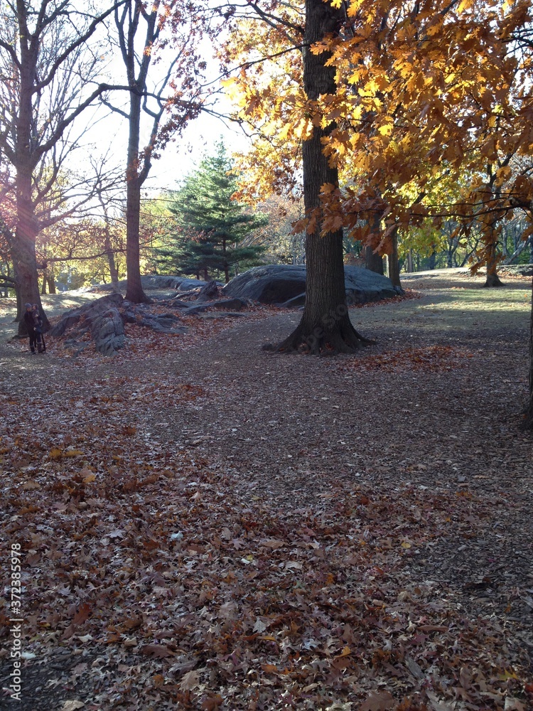 autumn in Central Park 