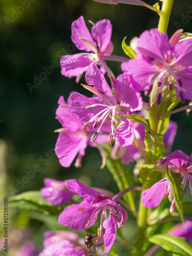 wiillow-herb in summer close up