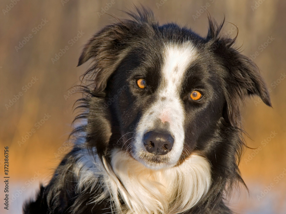 Beautiful border collie dog portrait