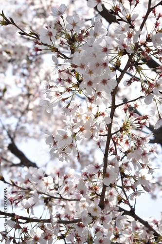 桜