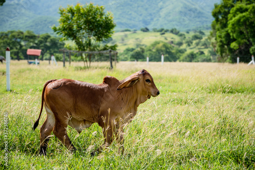 Ganadería Braman de las tierras Calidas de Colombia, Ganadería doble Proporsito 