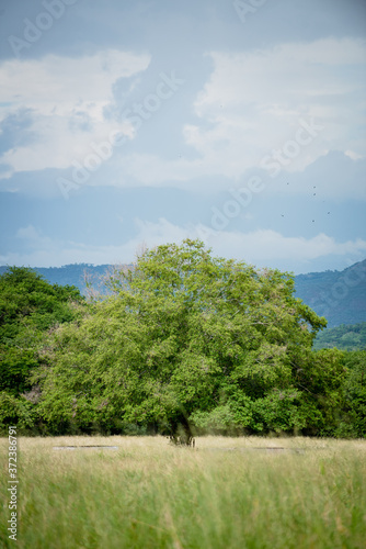 Paisaje en territorio de Girardot Cundinamarca Colombia, terrenos para Ganadería 