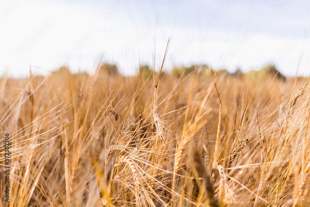 ears of wheat are swaying in the wind, a field of rye ears of wheat are swaying in the wind, a field of rye
