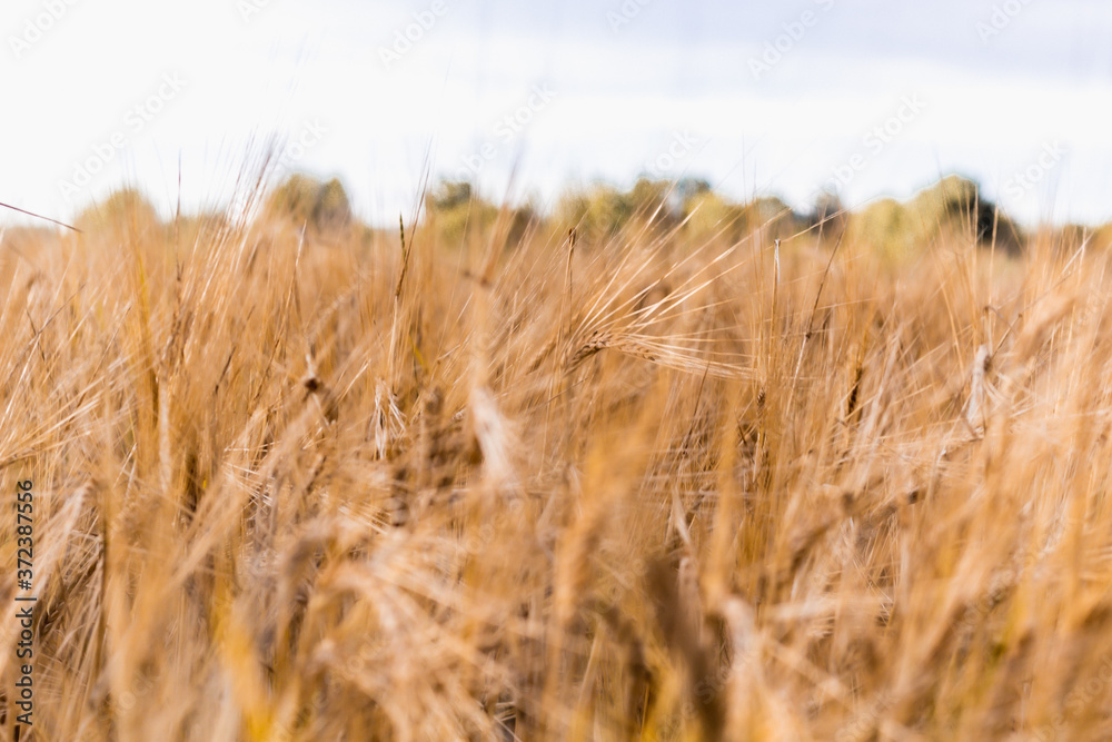 Fototapeta premium ears of wheat are swaying in the wind, a field of rye