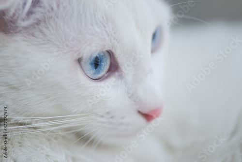 White Scottish fold kitten with blue eyes close up