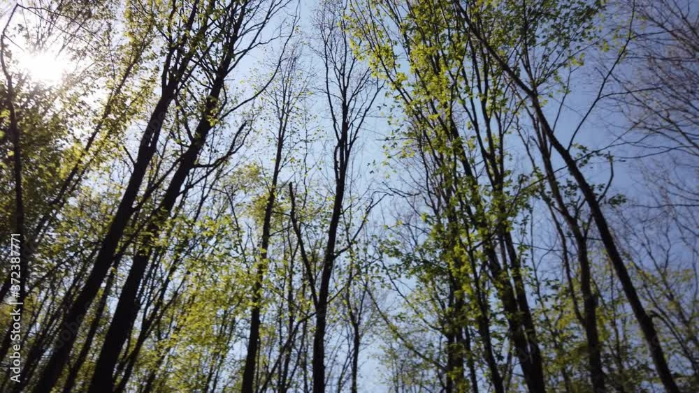 Walking in the spring forest Walking in the spring forest
