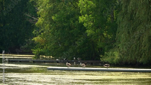 Medium Long Shot, Full Length of gooses sitting on a web photo