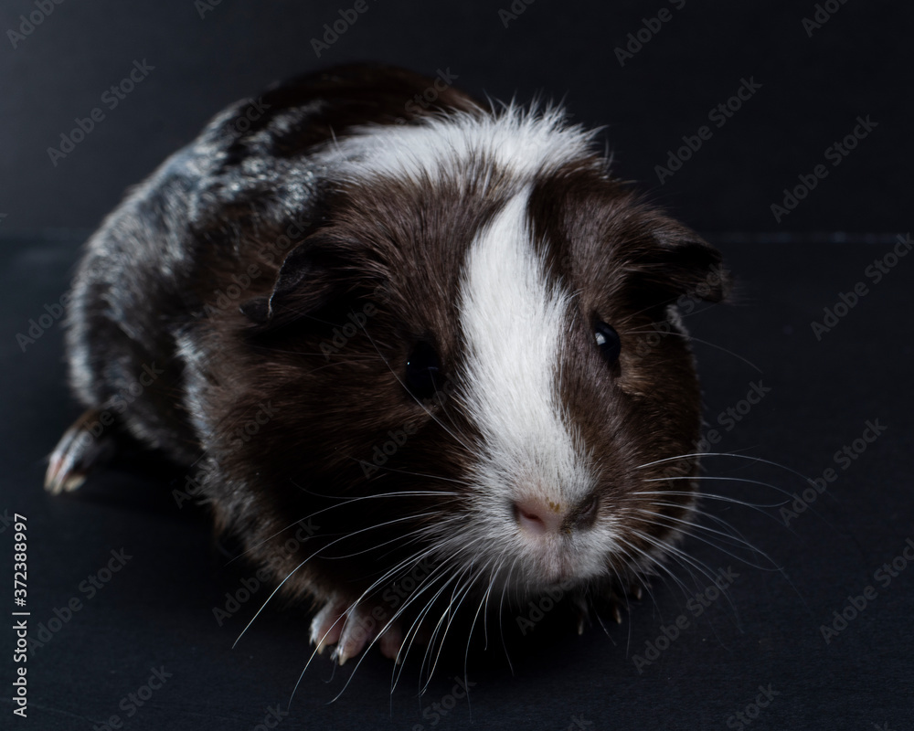 guinea pig on black background guinea pig on black background