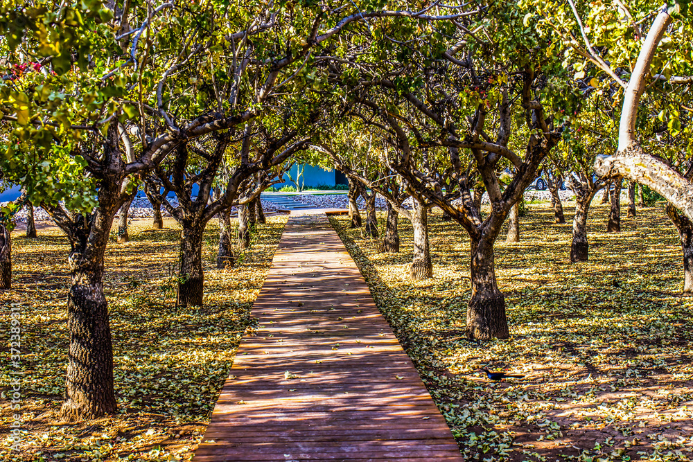 Wooden Walkway Thru Grove Of Trees Wooden Walkway Thru Grove Of Trees