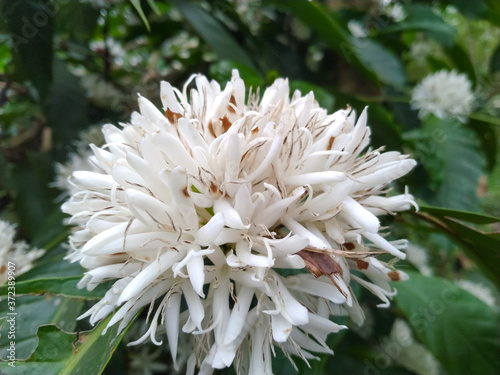 cloe up. white robusta coffee flower photo