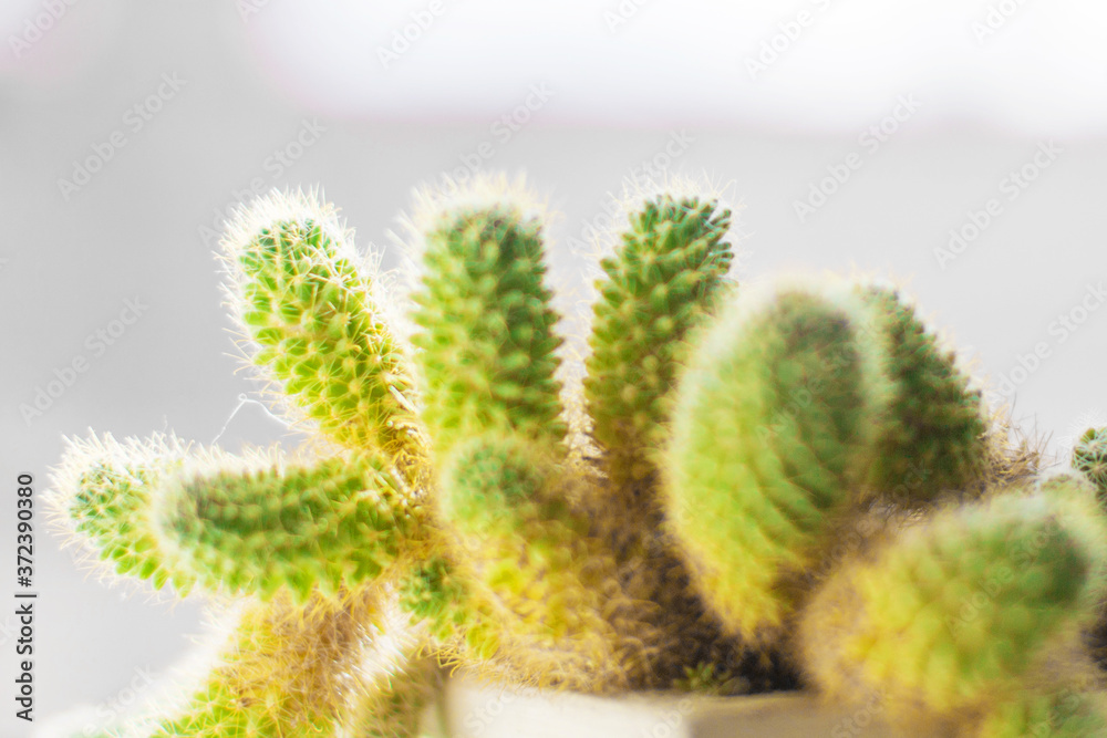 cactus isolated on a gray background. thorns close-up. copy space cactus isolated on a gray background. thorns close-up. copy space