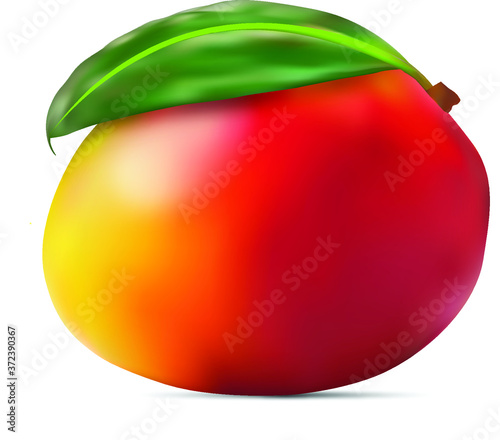 vector illustration of ripe mango fruit
