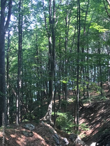trees in the forest mountain north Italy 