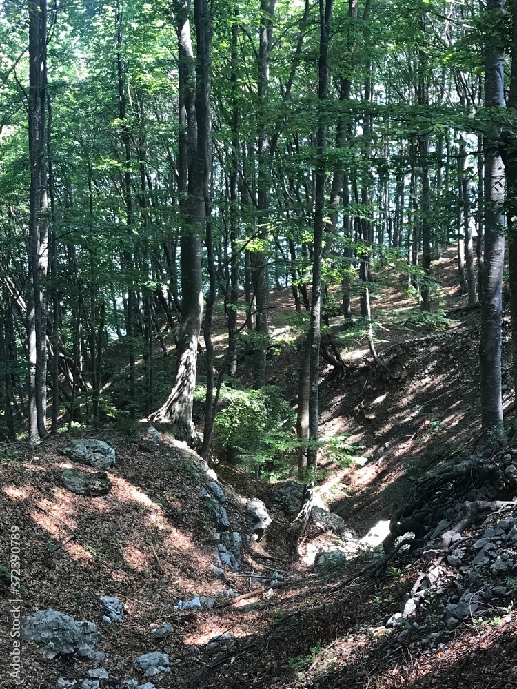 Obraz premium path in the forest