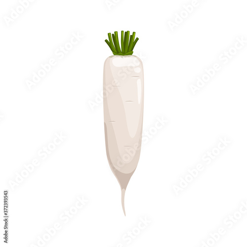Daikon radish with green stem isolated vegetable root. Vector horseradish rhizome plant, organic spice condiment, realistic 3d horse-radish. White radish, fresh veggie with green stem, organic food