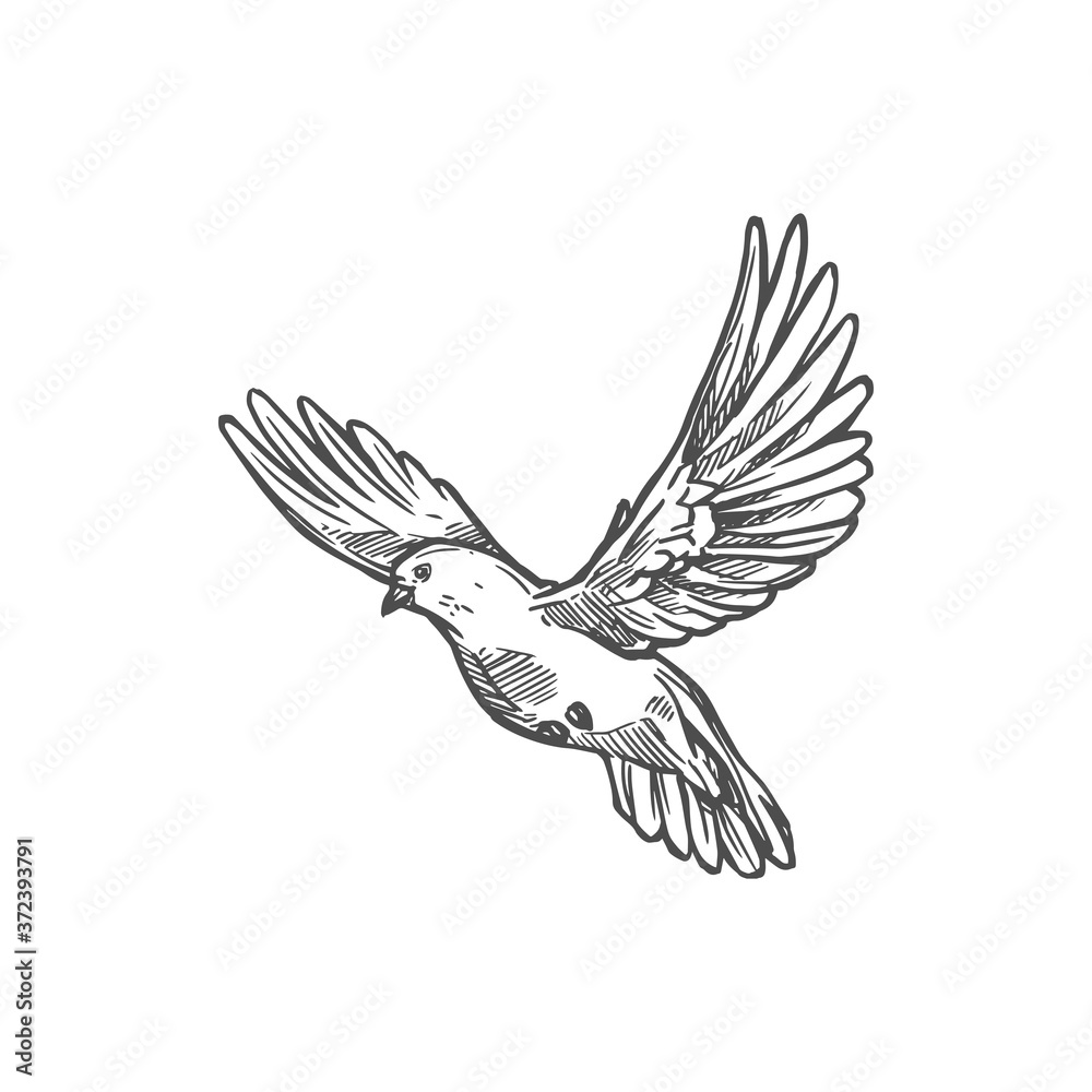 Obraz premium Dove bird, Easter and peace symbol. Vector white dove or pigeon sketch monochrome