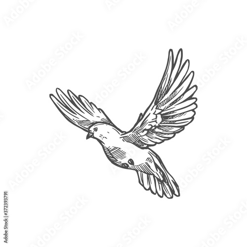 Dove bird, Easter and peace symbol. Vector white dove or pigeon sketch monochrome