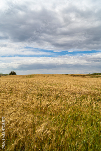 Campo y refineria de trigo en Jerez de la Frontera