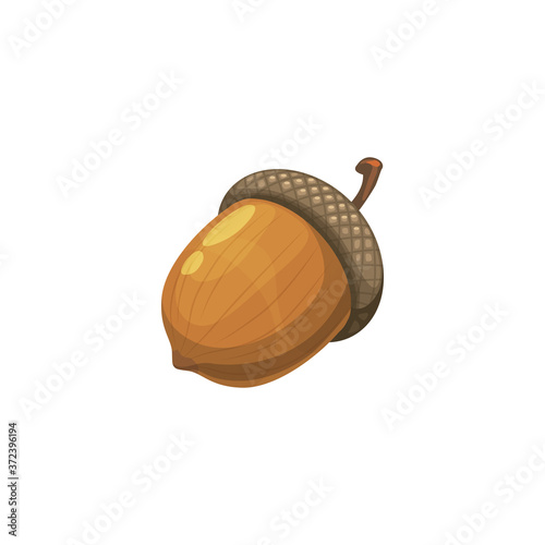Oak acorn isolated realistic nut. Vector autumn harvest, oak tree seed