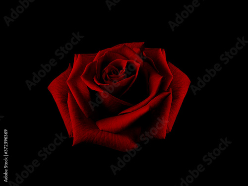 Fototapeta Naklejka Na Ścianę i Meble -  Beautiful big rose in the dark red tone on black background