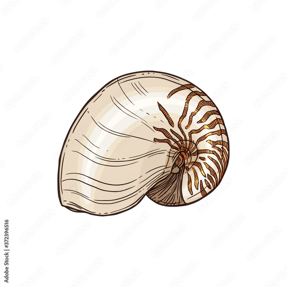 Obraz premium Atlantic Natica collaria isolated collared moon snail sketch. Vector marine gastropod mollusk