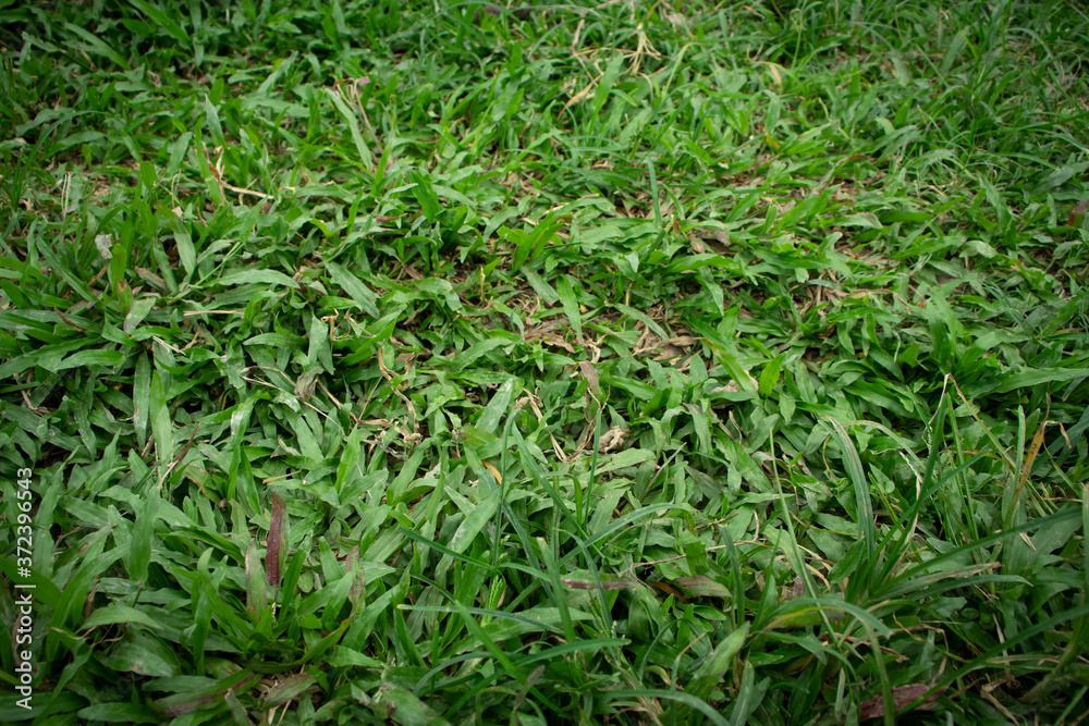 green grass background