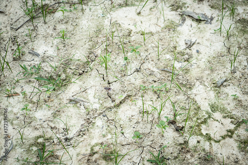 white soil background and texture 