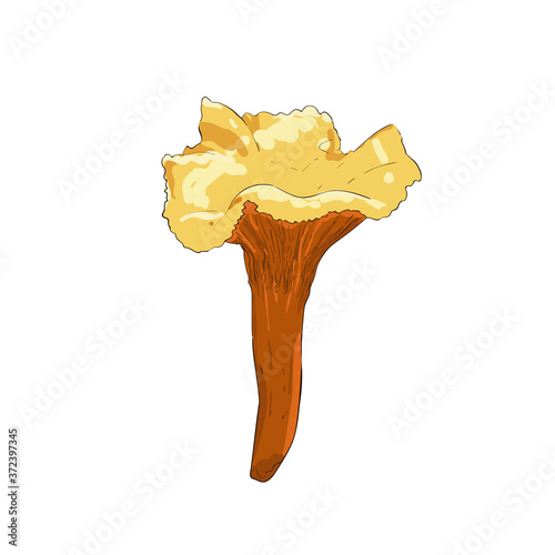 Vector art Chanterelles Mushroom Isolated on White