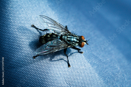 closeup of the common flesh fly sitting on a fabric photo