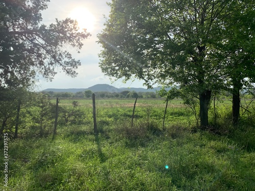 Field in the Texas hill country 