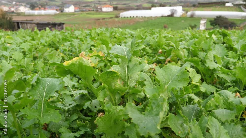 Close up of leaf vegetables with water droplets on plantation